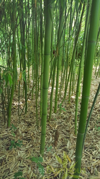 20200703 Phyllostachys Hispida Planbuisson (2)