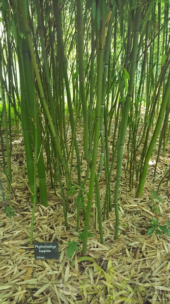 20200703 Phyllostachys Hispida Planbuisson (3)