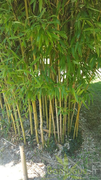 20200822 Phyllostachys Nidularia Anduze (1)