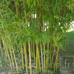 20200822 Phyllostachys Nidularia Anduze (1)