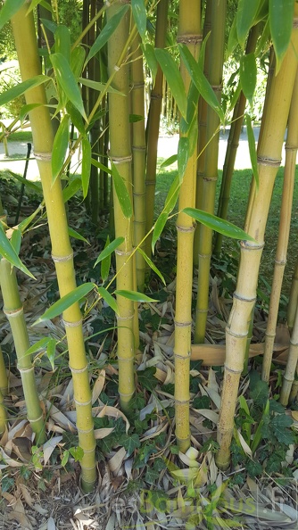 20200822 Phyllostachys Nidularia Anduze (2)