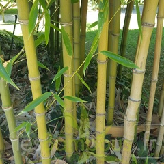 20200822 Phyllostachys Nidularia Anduze (2)