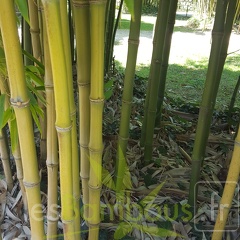 20200822 Phyllostachys Nidularia Anduze (3)