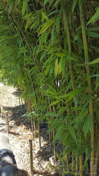 20200822 Phyllostachys Nidularia Anduze (4)