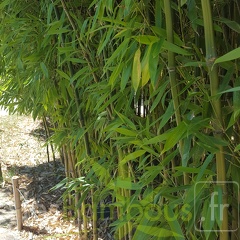 20200822 Phyllostachys Nidularia Anduze (4)