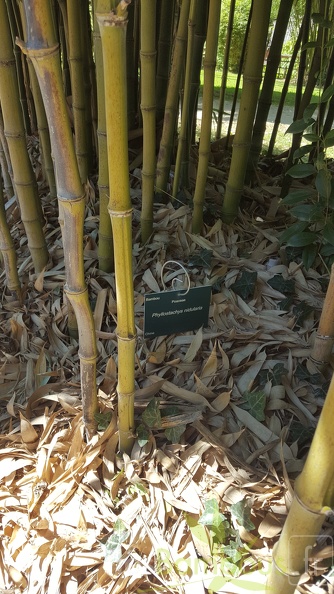 20200822 Phyllostachys Nidularia Anduze (5)