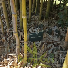 20200822 Phyllostachys Nidularia Anduze (5)