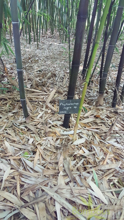 20200703 Phyllostachys Nigra Planbuisson (2)