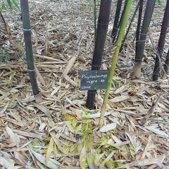 20200703 Phyllostachys Nigra Planbuisson (2)