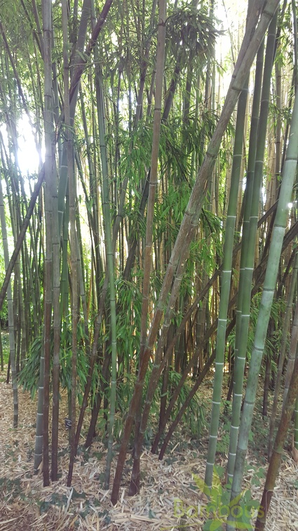 20200703 Phyllostachys Nigra 'Boryana' Planbuisson (1)