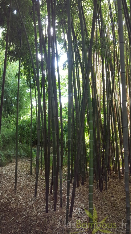 20200703 Phyllostachys Nigra 'Boryana' Planbuisson (2)