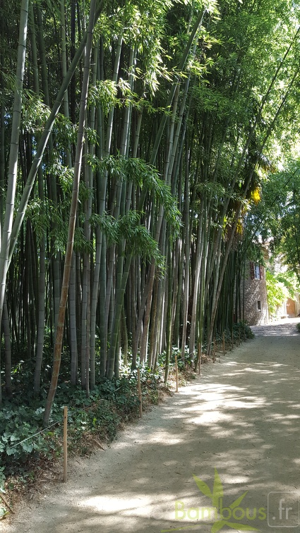 20200822 Phyllostachys Nigra 'Boryana' Anduze (1)