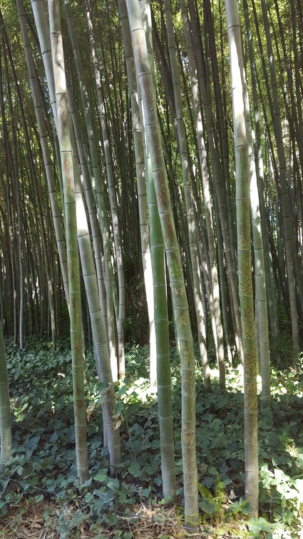 20200822 Phyllostachys Nigra 'Boryana' Anduze (2)