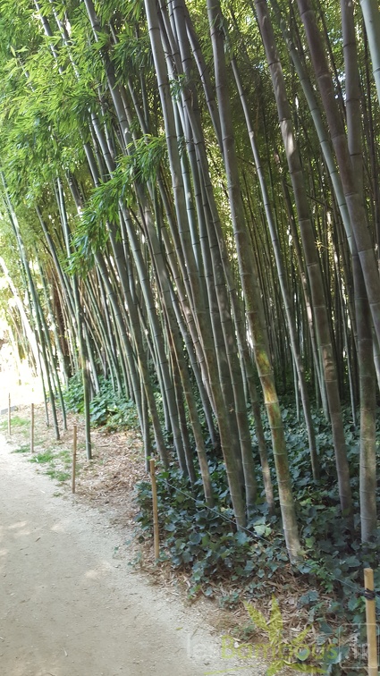 20200822 Phyllostachys Nigra 'Boryana' Anduze (3)