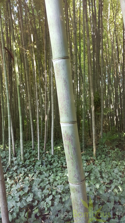 20200822 Phyllostachys Nigra 'Boryana' Anduze (4)