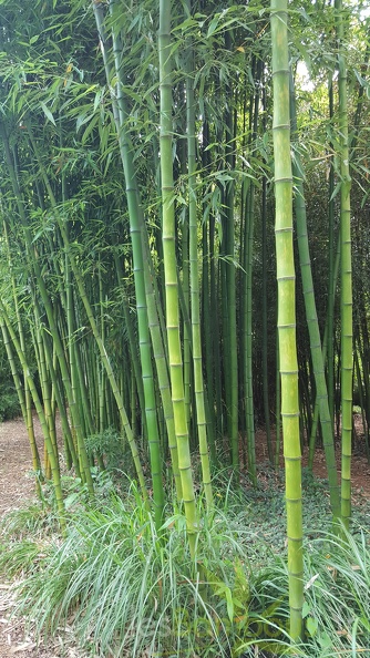20200703 Phyllostachys Prominens Planbuisson  (1)