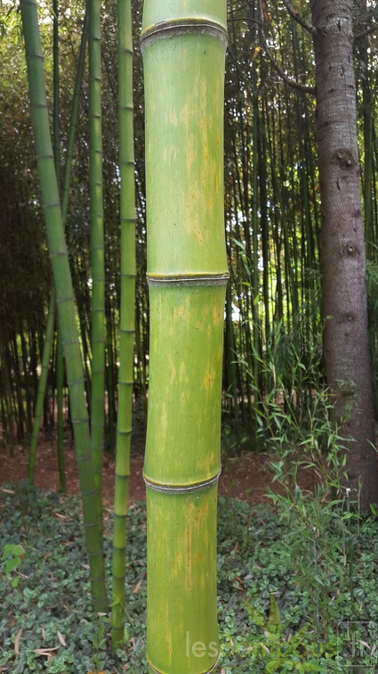 20200703 Phyllostachys Prominens Planbuisson  (2)