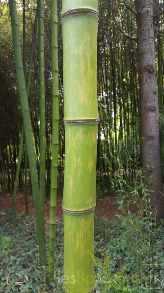 20200703 Phyllostachys Prominens Planbuisson  (2)