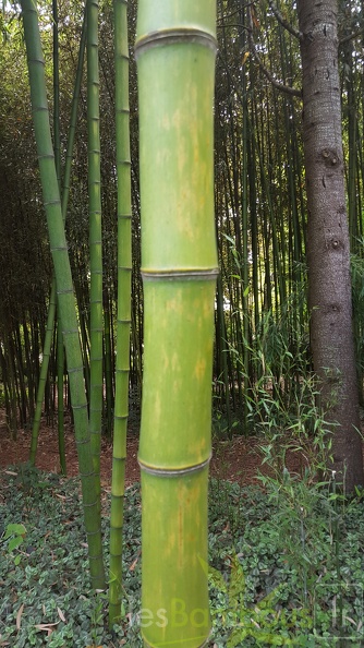 20200703 Phyllostachys Prominens Planbuisson  (3)