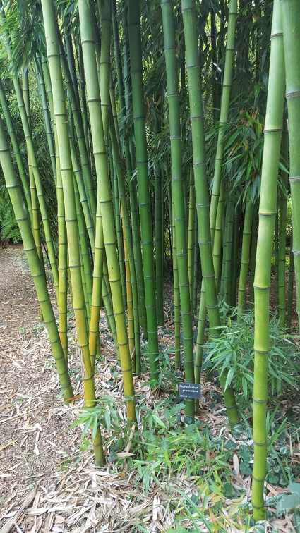20200703 Phyllostachys Prominens Planbuisson  (4)