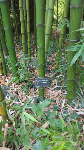 20200703 Phyllostachys Prominens Planbuisson  (5)