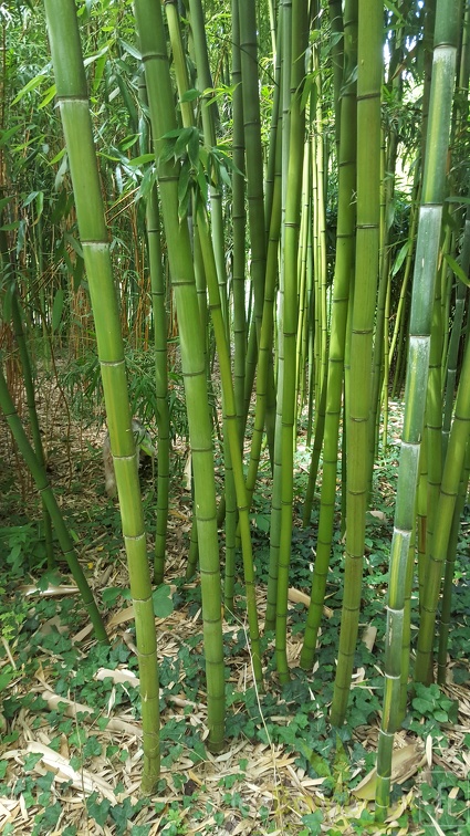 20200703 Phyllostachys Violascens 'aureosulcata' Planbuisson (1)