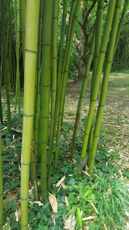 20200703 Phyllostachys Violascens 'aureosulcata' Planbuisson (2)
