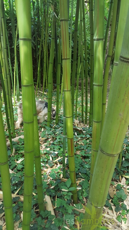 20200703 Phyllostachys Violascens 'aureosulcata' Planbuisson (3)