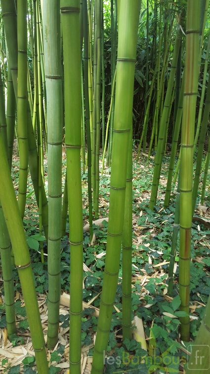 20200703 Phyllostachys Violascens 'aureosulcata' Planbuisson (4)