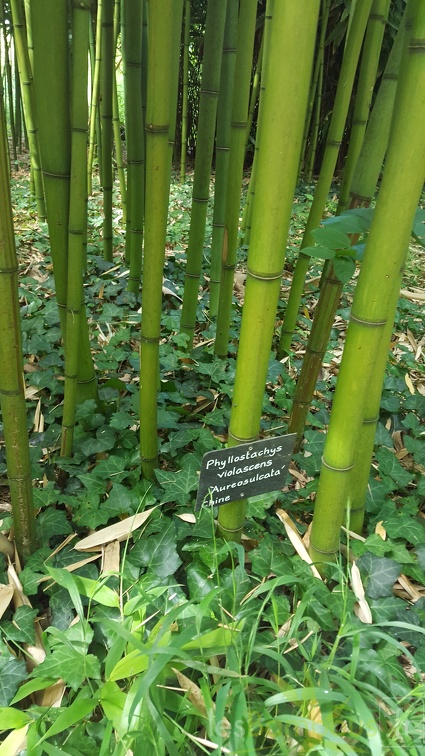 20200703 Phyllostachys Violascens 'aureosulcata' Planbuisson (5)