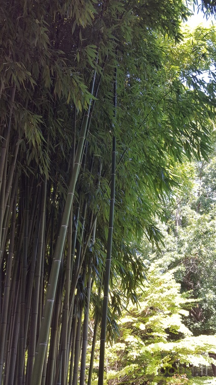 20200822 Phyllostachys Viridiglaucescens Anduze (2)