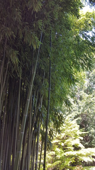 20200822 Phyllostachys Viridiglaucescens Anduze (2)