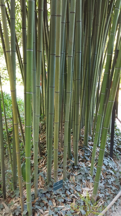 20200822 Phyllostachys Viridiglaucescens Anduze (3)