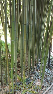 20200822 Phyllostachys Viridiglaucescens Anduze (3)