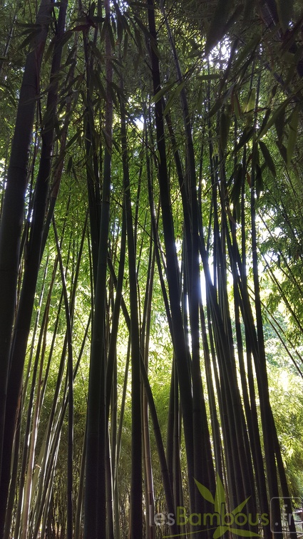 20200703 Phyllostachys Viridis Houzeau Planbuisson (1)