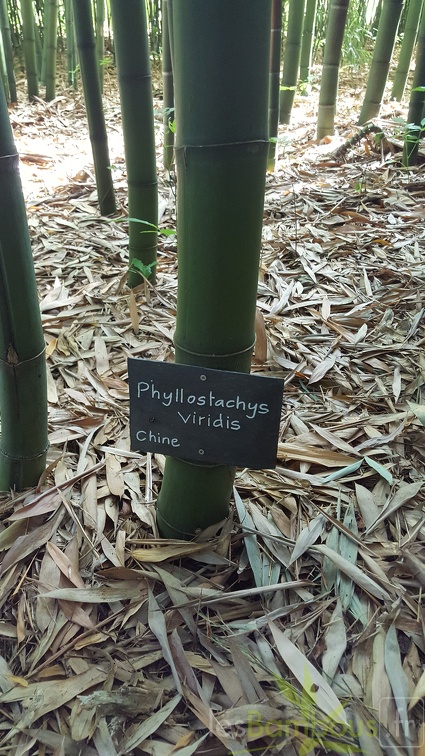 20200703 Phyllostachys Viridis Houzeau Planbuisson (4)