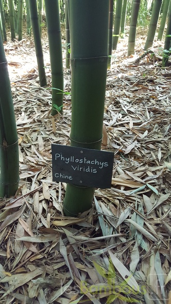 20200703 Phyllostachys Viridis Houzeau Planbuisson (4)