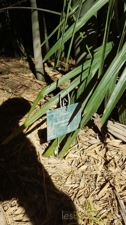 20200822 Phyllostachys Viridis Houzeau Anduze (1)