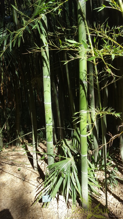 20200822 Phyllostachys Viridis Houzeau Anduze (2)