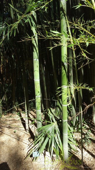 20200822 Phyllostachys Viridis Houzeau Anduze (2)