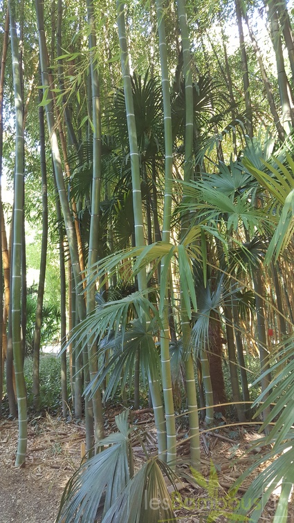 20200822 Phyllostachys Viridis Houzeau Anduze (3)
