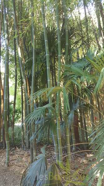 20200822 Phyllostachys Viridis Houzeau Anduze (3)