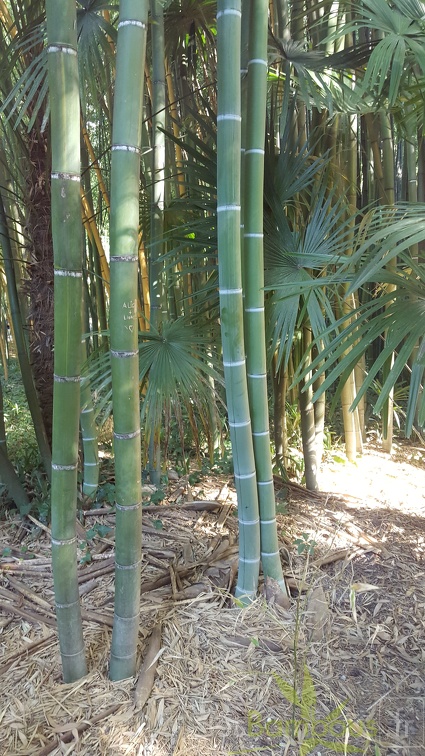 20200822 Phyllostachys Viridis Houzeau Anduze (5)