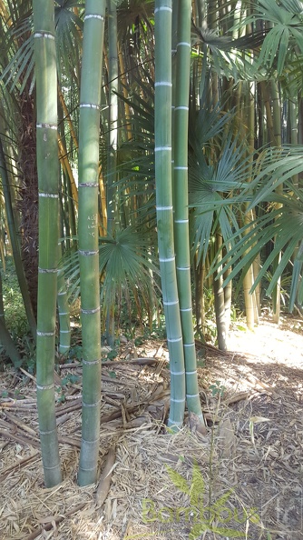 20200822 Phyllostachys Viridis Houzeau Anduze (5)