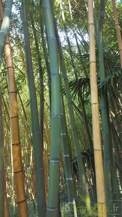 20200822 Phyllostachys Viridis Houzeau Anduze (6)