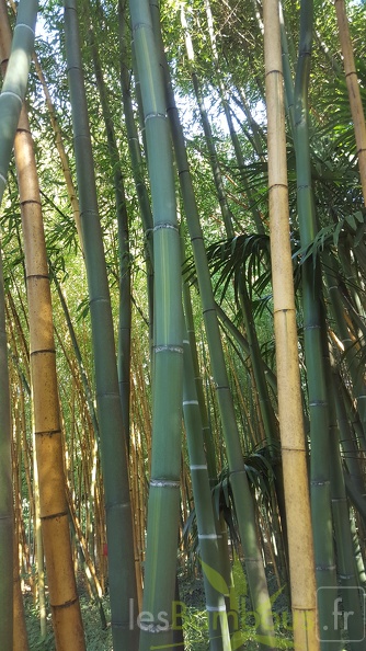 20200822 Phyllostachys Viridis Houzeau Anduze (6)
