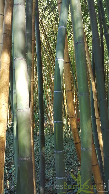 20200822 Phyllostachys Viridis Houzeau Anduze (7)