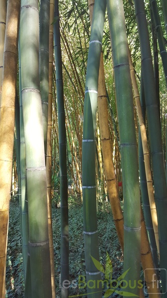 20200822 Phyllostachys Viridis Houzeau Anduze (7)