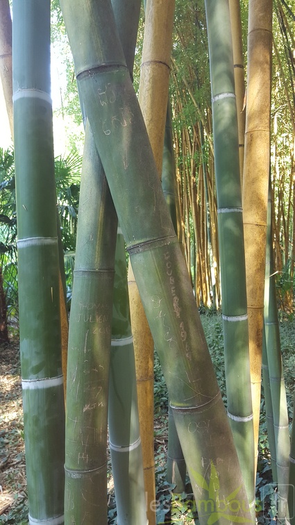 20200822 Phyllostachys Viridis Houzeau Anduze (8)