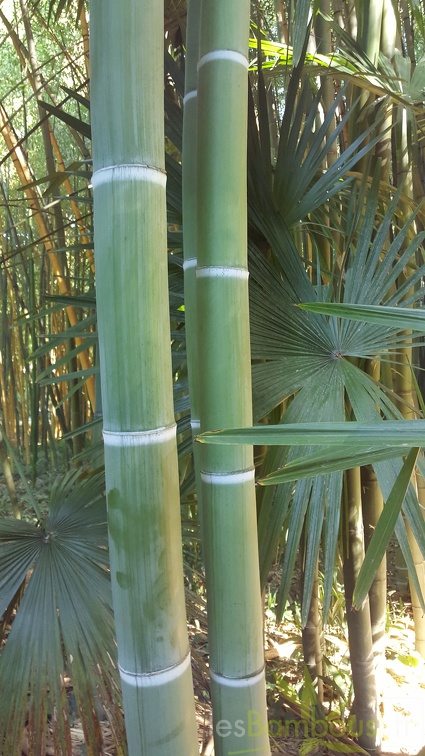20200822 Phyllostachys Viridis Houzeau Anduze (9)